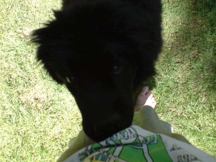 Newfoundlænder Freja billede 2