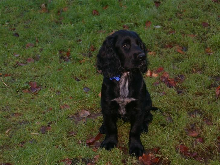 Blanding af racer basse billede 2