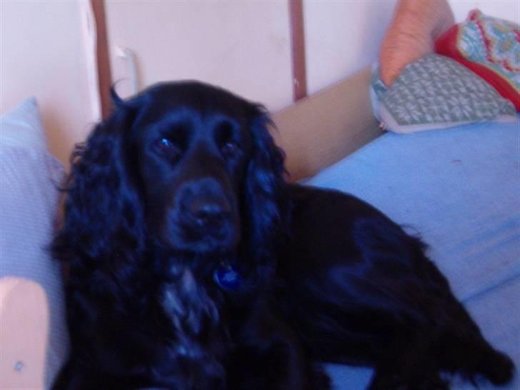 Blanding af racer basse billede 3