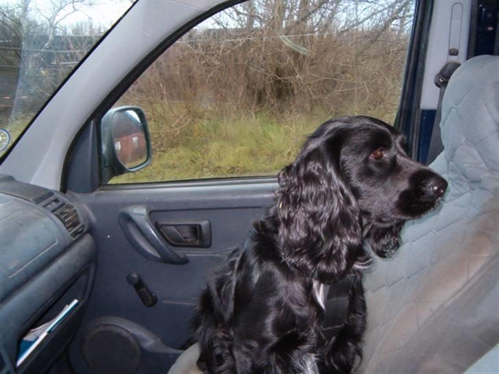 Blanding af racer basse billede 4