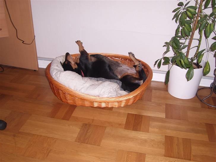 Blanding af racer Tessi R.I.P 18/10-10 - aahh skønt at slappe af.... billede 15