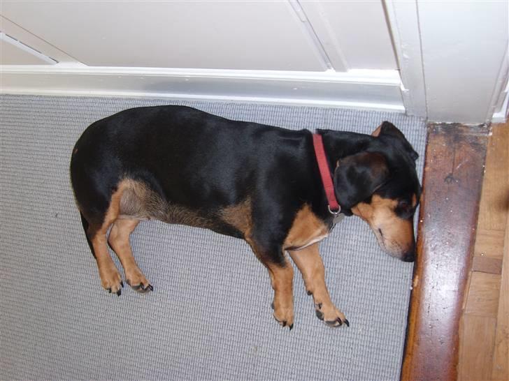 Blanding af racer Tessi R.I.P 18/10-10 - zzzz billede 16