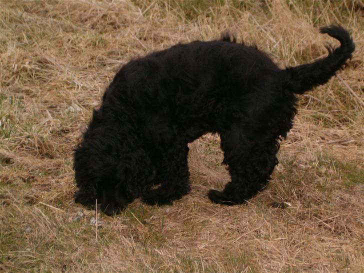 Cocker spaniel emil billede 1