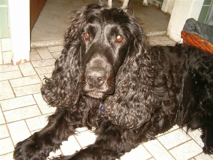 Cocker spaniel emil billede 2