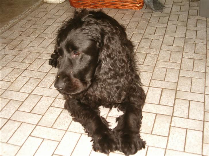 Cocker spaniel emil billede 3