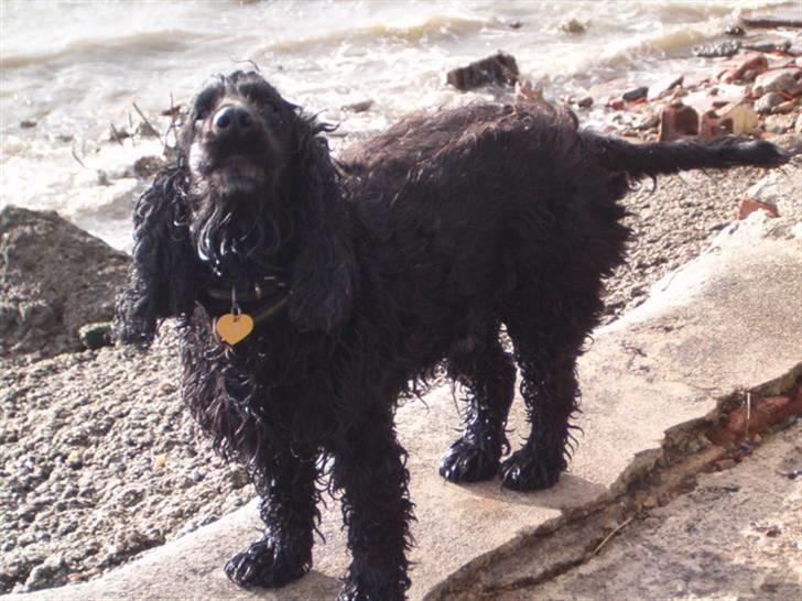 Cocker spaniel emil billede 4