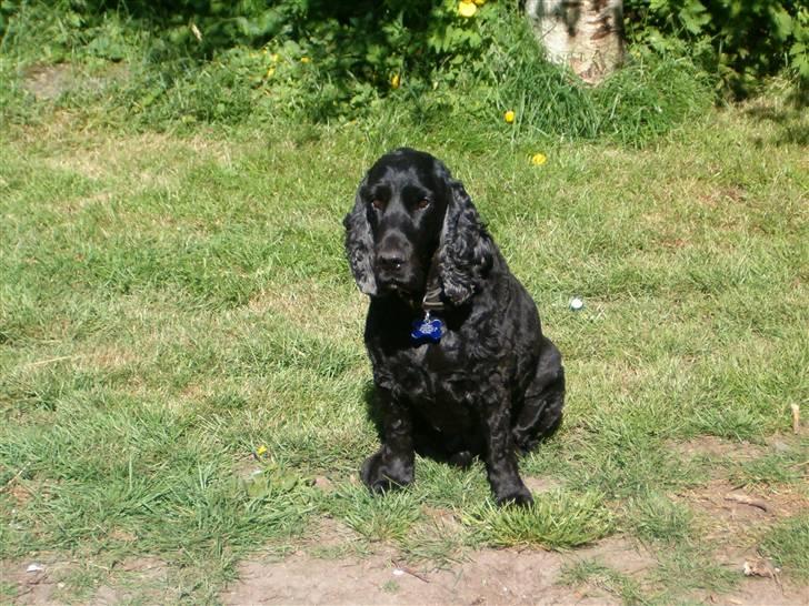 Cocker spaniel emil billede 5