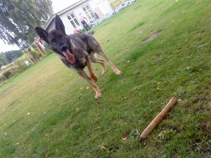 Schæferhund Cæsar Solgt. billede 1