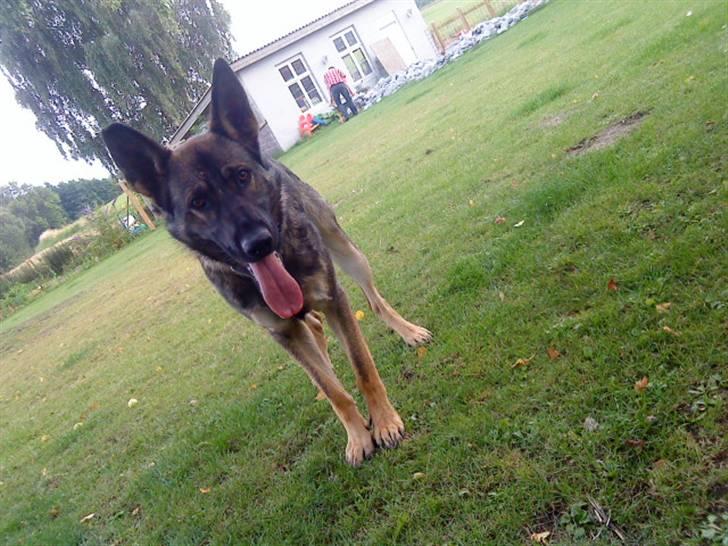 Schæferhund Cæsar Solgt. billede 2