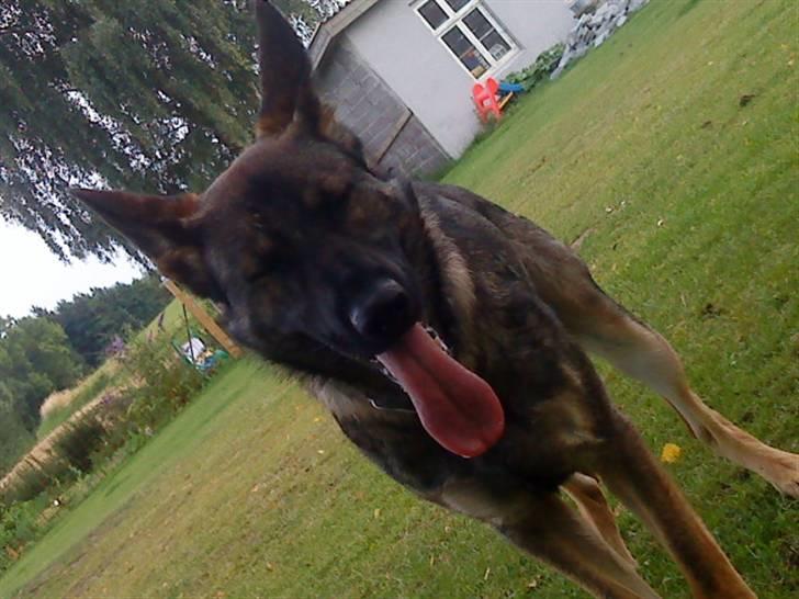 Schæferhund Cæsar Solgt. billede 3