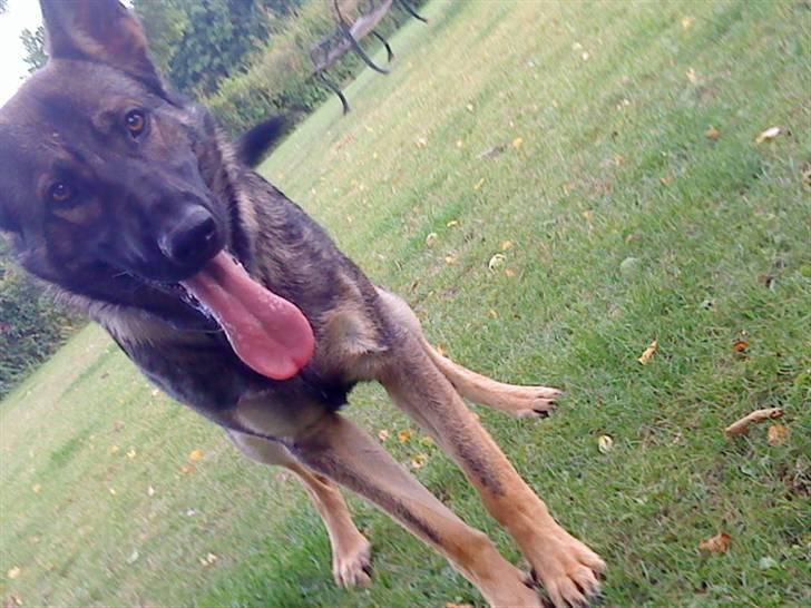 Schæferhund Cæsar Solgt. billede 4