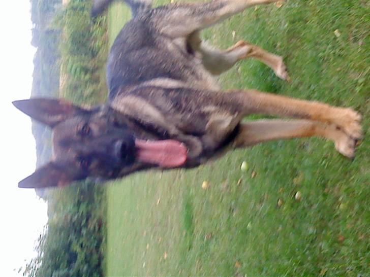 Schæferhund Cæsar Solgt. billede 5