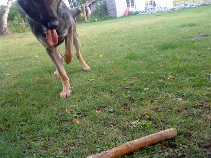 Schæferhund Cæsar Solgt. billede 6