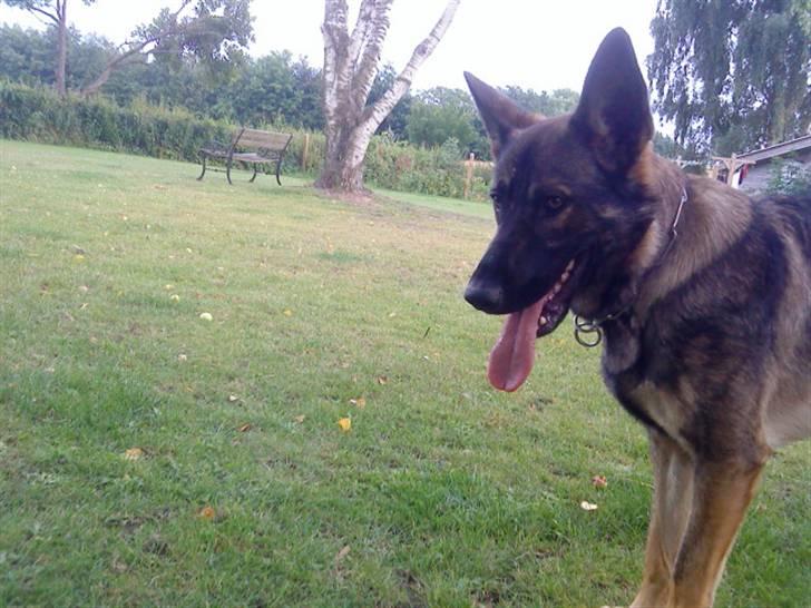 Schæferhund Cæsar Solgt. billede 8