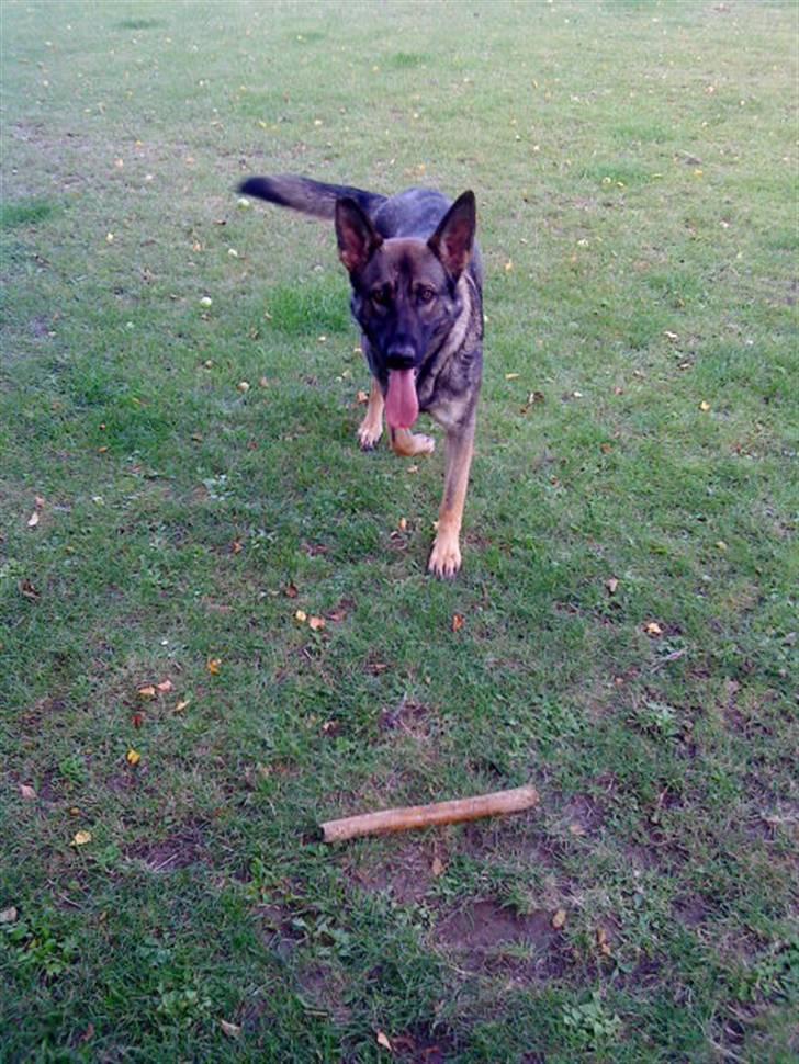 Schæferhund Cæsar Solgt. billede 9