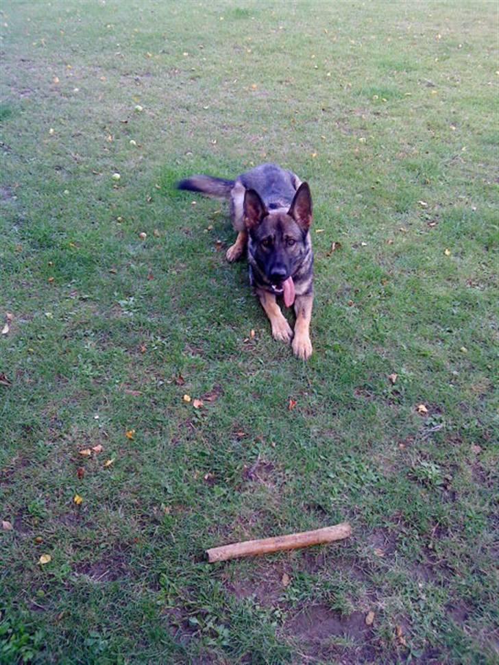 Schæferhund Cæsar Solgt. billede 10