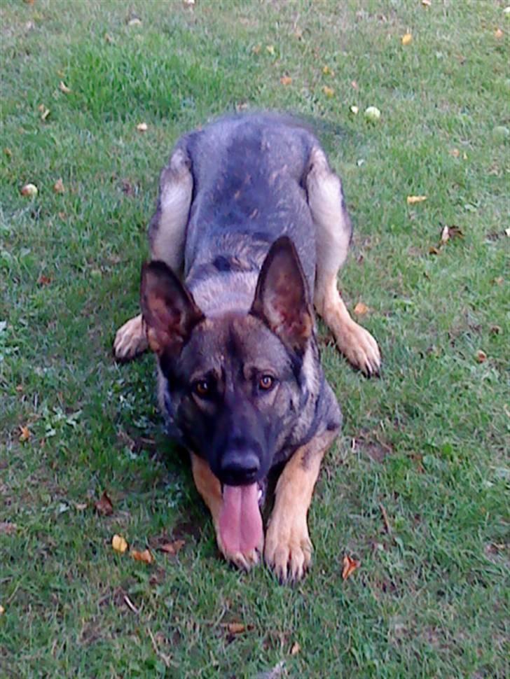 Schæferhund Cæsar Solgt. billede 11