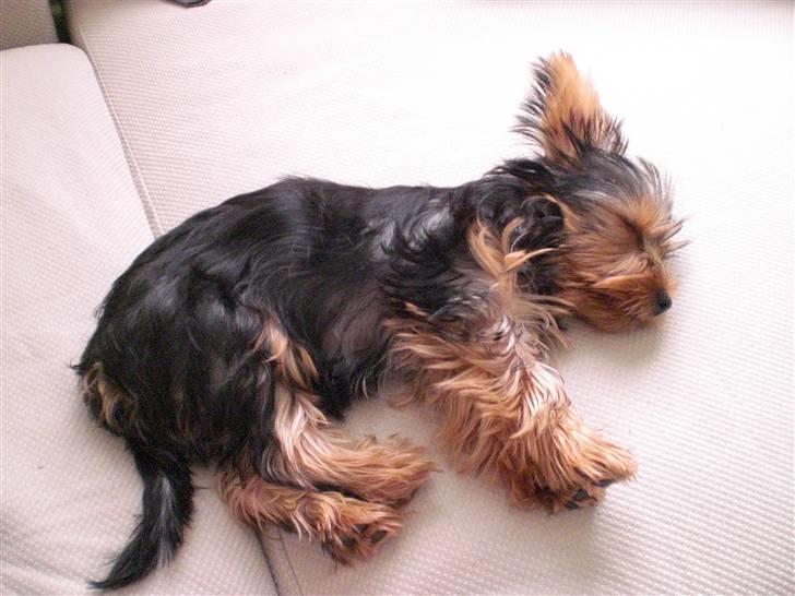 Yorkshire terrier Bimse SilverStar billede 9