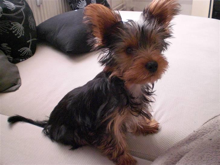 Yorkshire terrier Bimse SilverStar billede 10