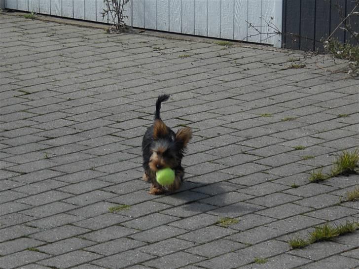 Yorkshire terrier Bimse SilverStar billede 11