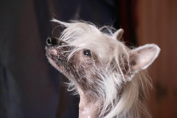 Chinese crested hårløs Shoeshine's Illo - 18) Illo<3 billede 18