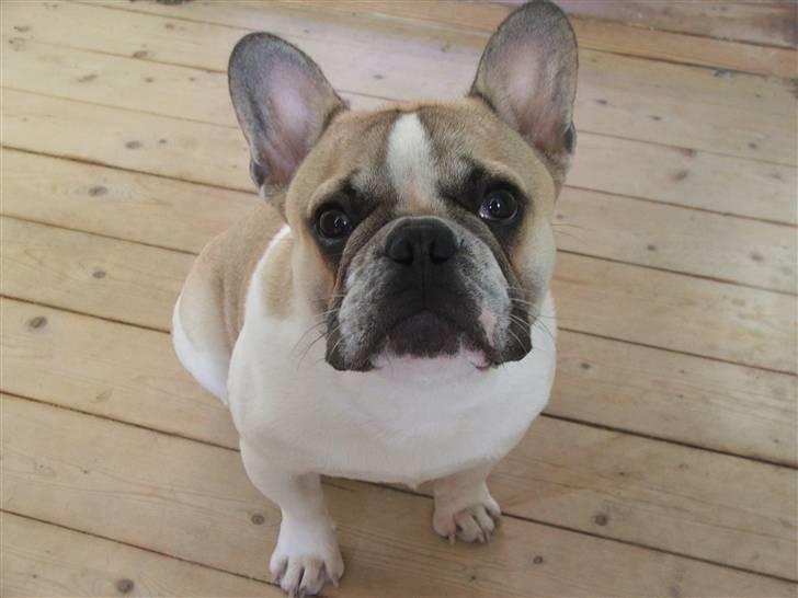 Fransk bulldog Hannibal billede 12