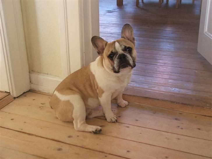 Fransk bulldog Hannibal billede 13