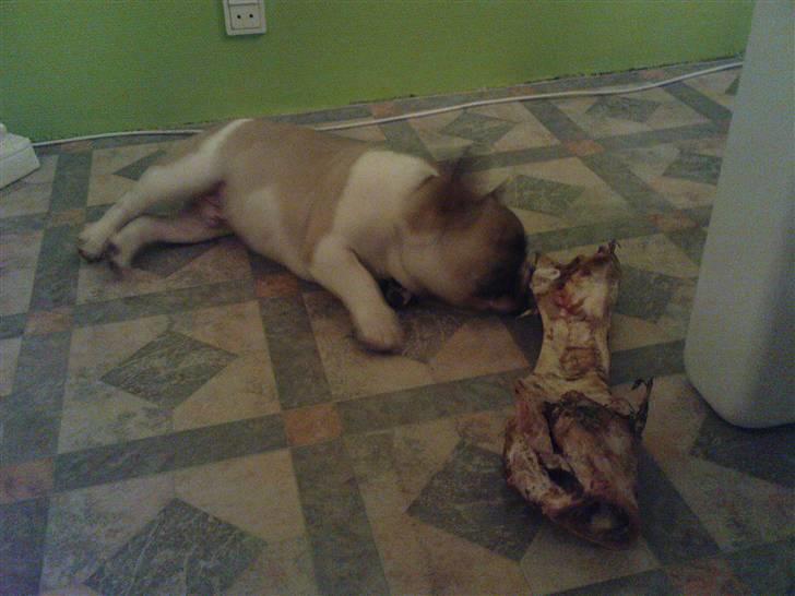 Fransk bulldog Hannibal billede 14