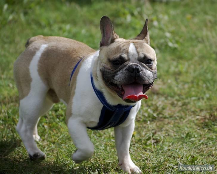 Fransk bulldog Hannibal billede 16