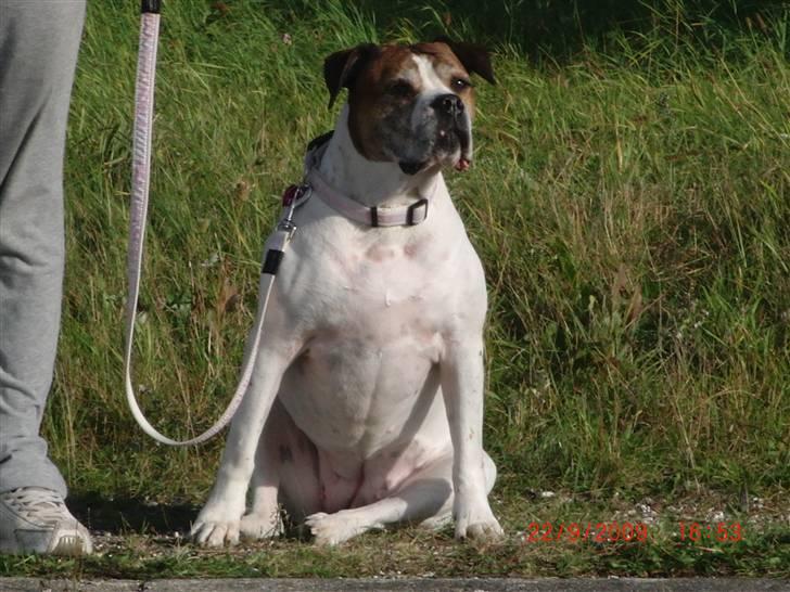 Amerikansk bulldog Luggi R.I.P - Venter pænt på der er fri bane billede 1