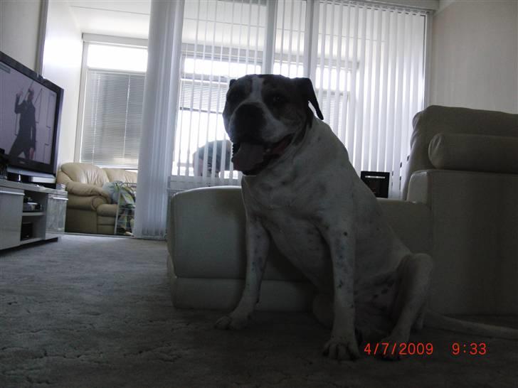 Amerikansk bulldog Luggi R.I.P - Lidt træt efter en lang tur i skoven billede 2