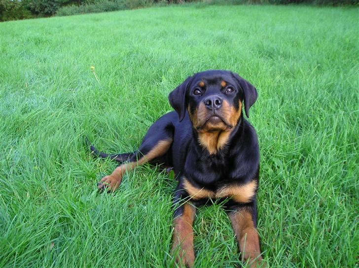 Rottweiler Xena billede 15