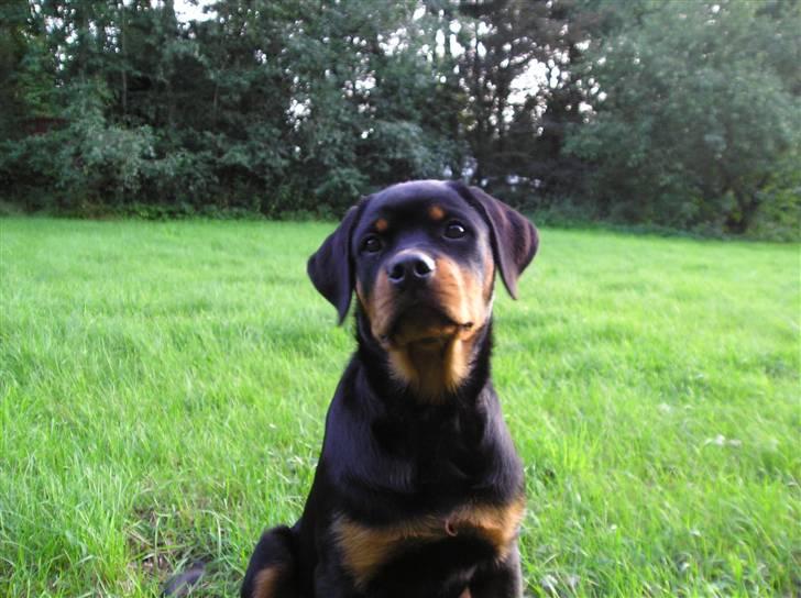 Rottweiler Xena billede 16