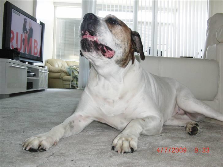 Amerikansk bulldog Luggi R.I.P billede 3