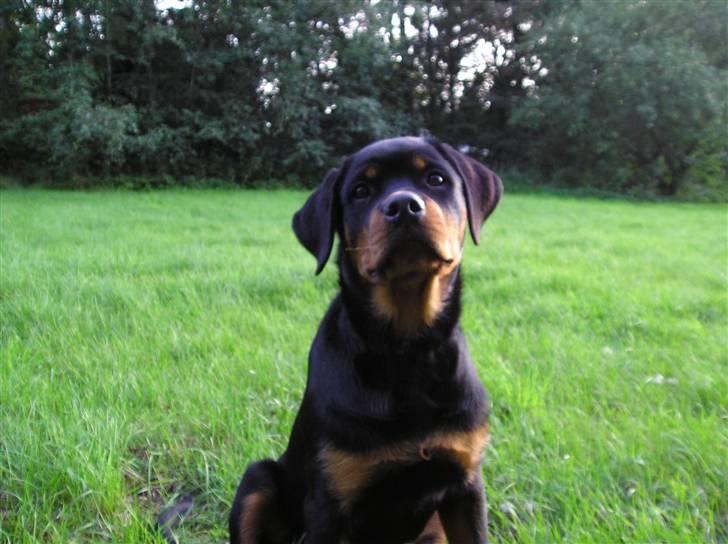 Rottweiler Xena billede 17