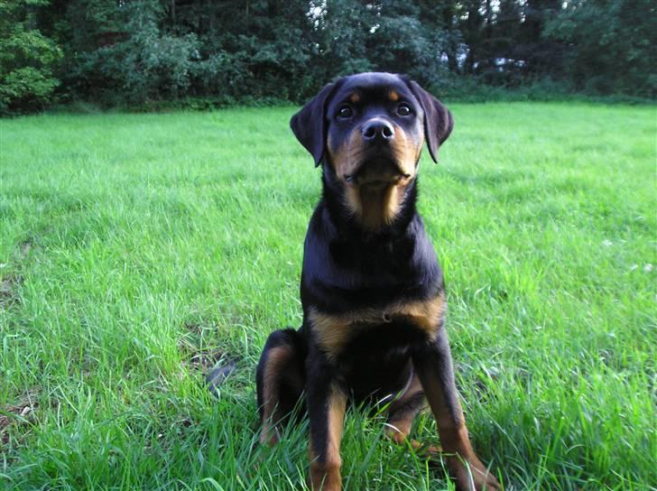 Rottweiler Xena billede 18