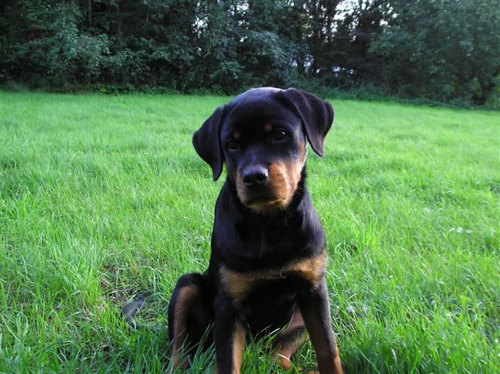 Rottweiler Xena billede 19