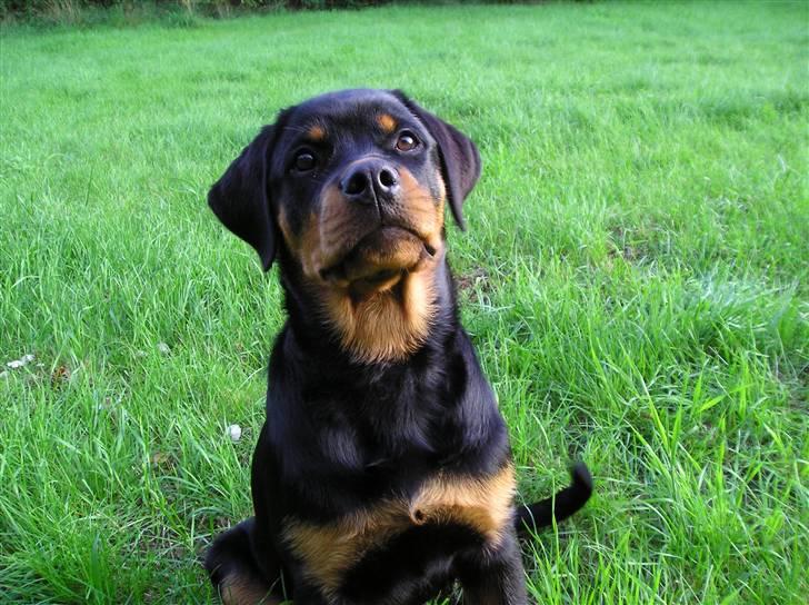 Rottweiler Xena billede 20