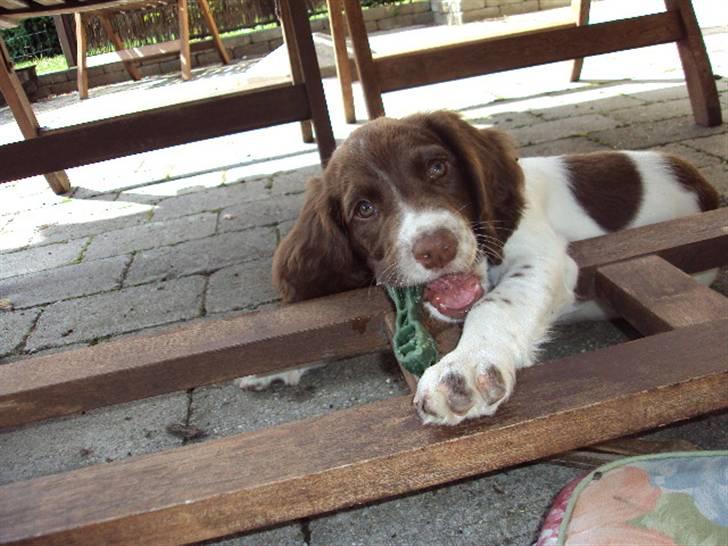 Field Trial spaniel Molly - Molly med sin tandbørste (: billede 1