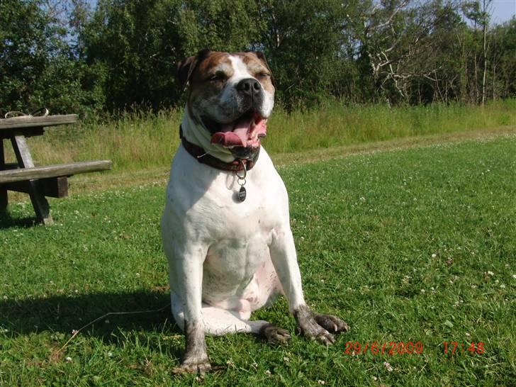 Amerikansk bulldog Luggi R.I.P - Sidder og nyder solen billede 4