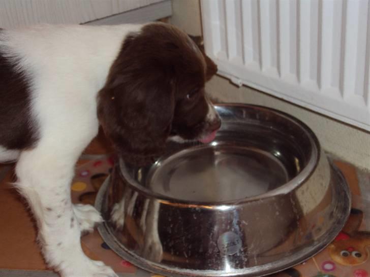 Field Trial spaniel Molly - Molly drikker vand (: billede 2