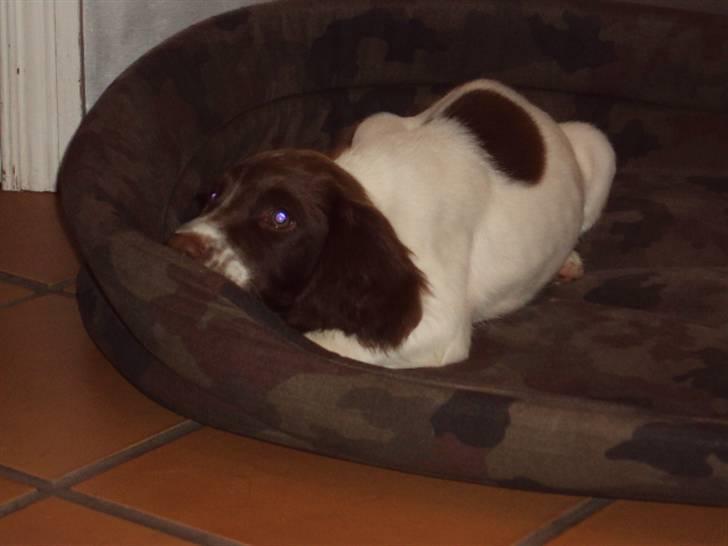 Field Trial spaniel Molly - Så rengøre hun lige kurven (: billede 3