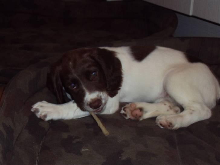 Field Trial spaniel Molly - Godt med et kødben, når tænderne klør (: billede 4