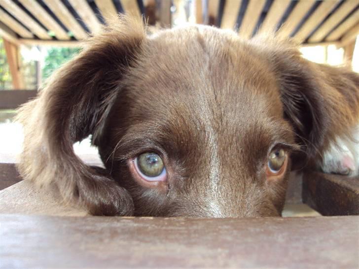 Field Trial spaniel Molly - Kuk kuk (: billede 5