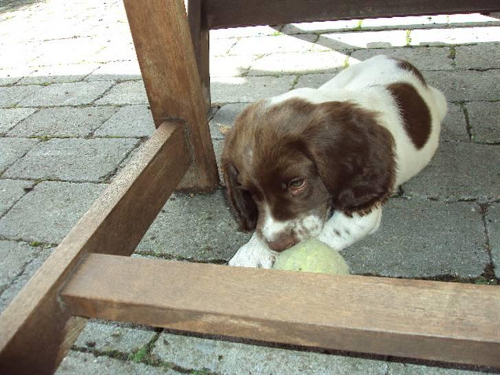 Field Trial spaniel Molly - Boldens tur til at dø :P billede 6