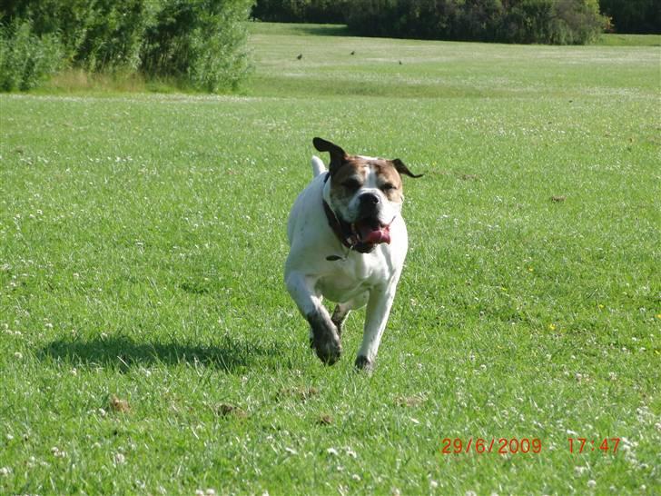 Amerikansk bulldog Luggi R.I.P - Hvem kommer førstI billede 5