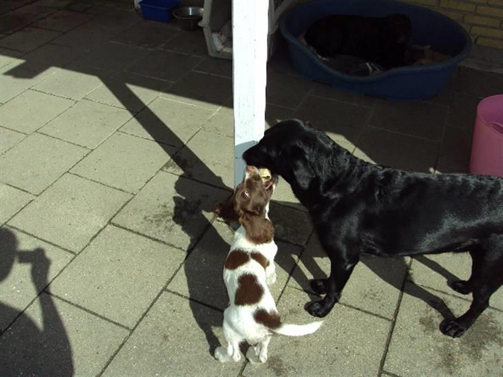 Field Trial spaniel Molly - Giv mig det kødben (: billede 7