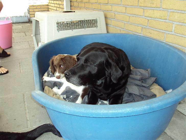 Field Trial spaniel Molly - Så putter de lige lidt udenfor (: billede 8