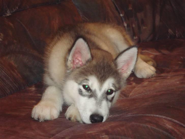 Alaskan malamute Silver billede 2