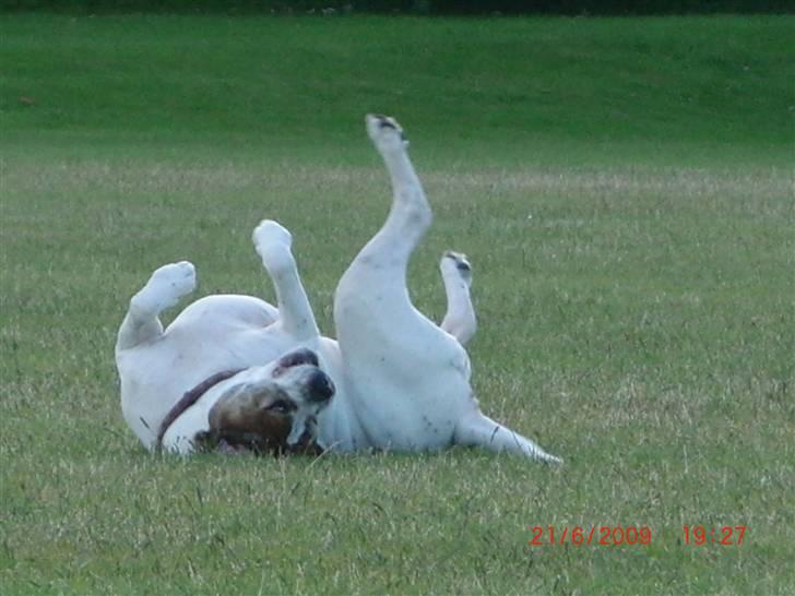 Amerikansk bulldog Luggi R.I.P - Iih hvor er det dejligt at rulle sig billede 6